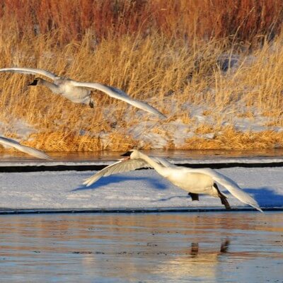 Trumpeter Swans flock to the Seedskadee National Wildlife Refuge in winter.
